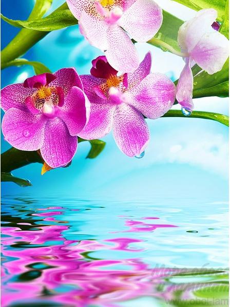 Цветки орхидеи 200*270см ФОТОПАННО Divino Decor (Россия)